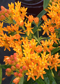 Asclepias tuberosa 'Gay Butterflies'